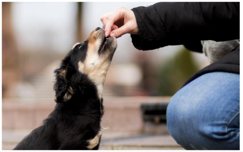 National: REVEALED: The every day foods that can be deadly for your pet 