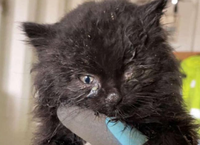 'For pity's sake neuter your cats' - Severely malnourished kitten rescued from rubbish dump