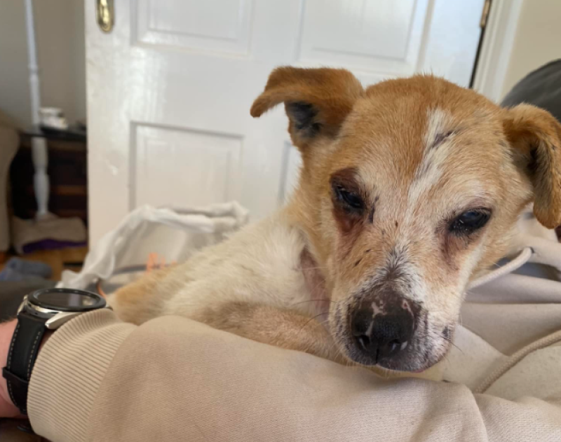  APPEAL: Deaf and blind elderly dog found in 'terrible' condition needs end-of-life home