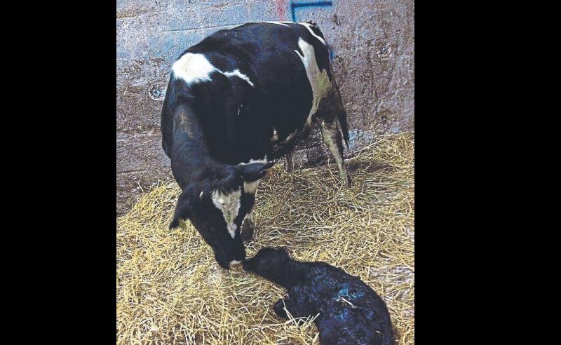 More farmers killed by cows than by bulls over 10 year period