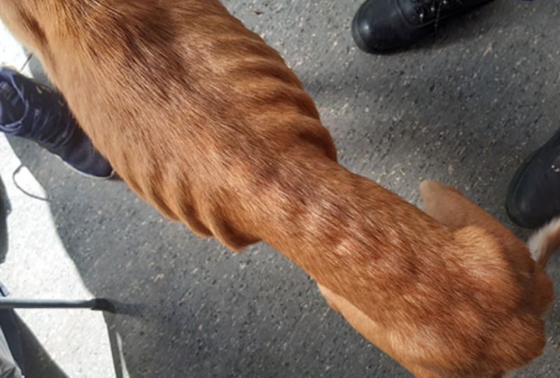 ISPCA rescues 'badly emaciated' dog and puppy from filthy conditions