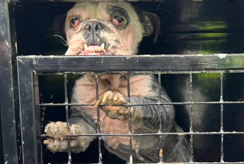'Someone left her like this' - Donations needed to help severely ill dog found straying