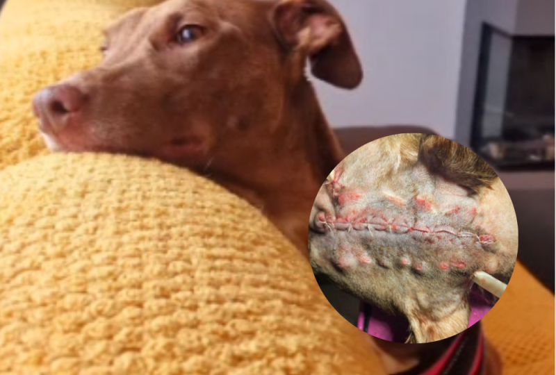 'Just look at our girl' - Animal rescue seeks loving home for dog who survived axe attack