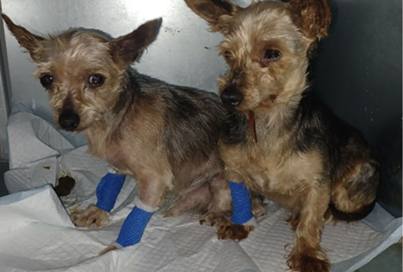 Man who kept Yorkshire Terriers in 'horrendous conditions' allowed to keep single pet