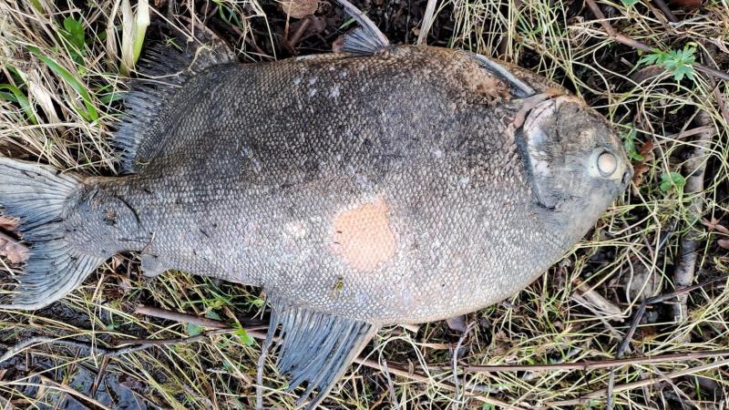 Piranha relation found in Irish lake raises concerns