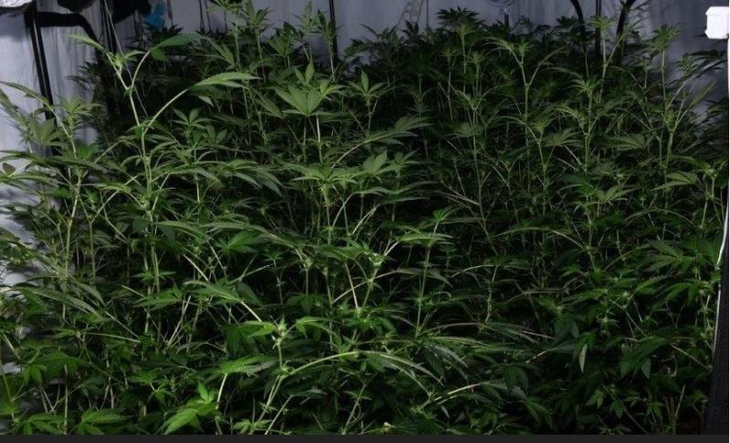 Hundreds of cannabis plants seized as gardai raid 'large scale' growhouse in Donegal