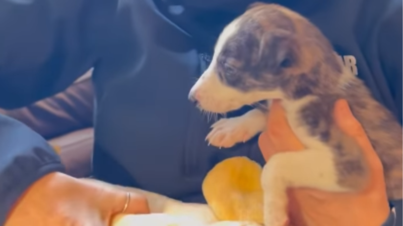 'She's doing good' - Animal charity rescues puppy exchanged for drugs in Dublin City