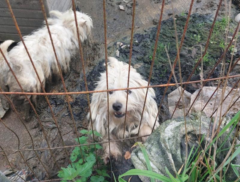 Couple convicted of animal cruelty banned from owning dogs for a decade