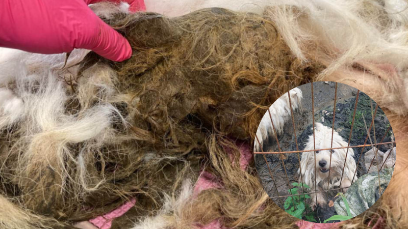 Couple who kept neglected dogs locked in pen get decade-long animal ban
