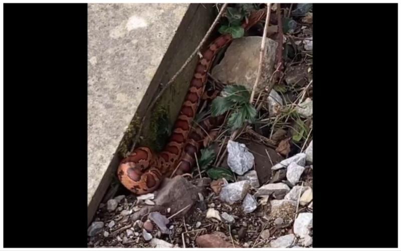 National: Staff shocked as snake spotted at one of Ireland's busiest train stations