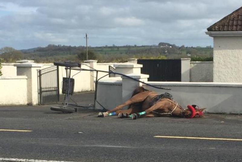 Horse ‘left like rubbish' on side of busy road on St Patrick's Day