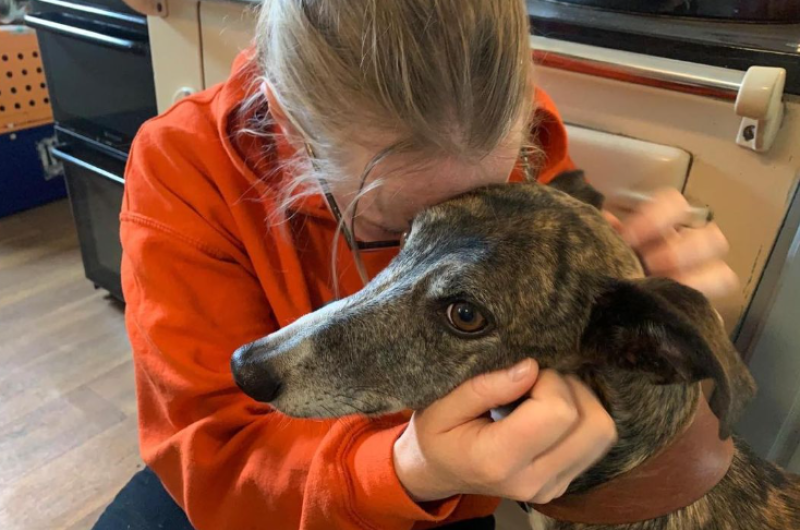 Animal charity urges Irish pet lovers to adopt or foster to save dogs 'on death row'