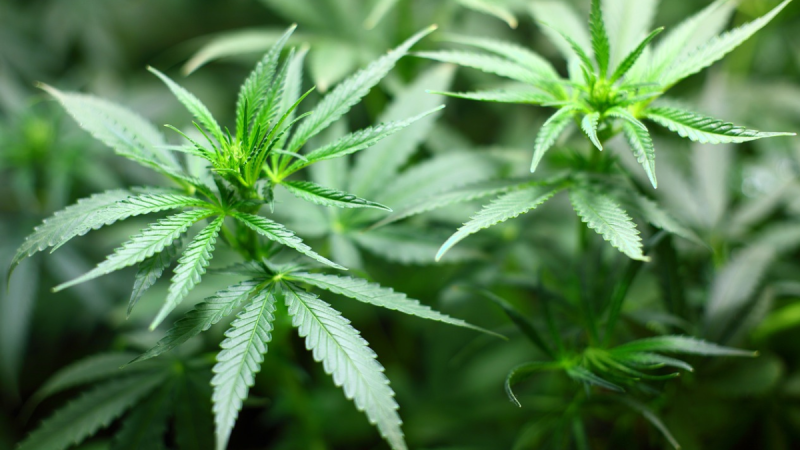 Huge cannabis haul worth almost €200,000 seized by Revenue officers