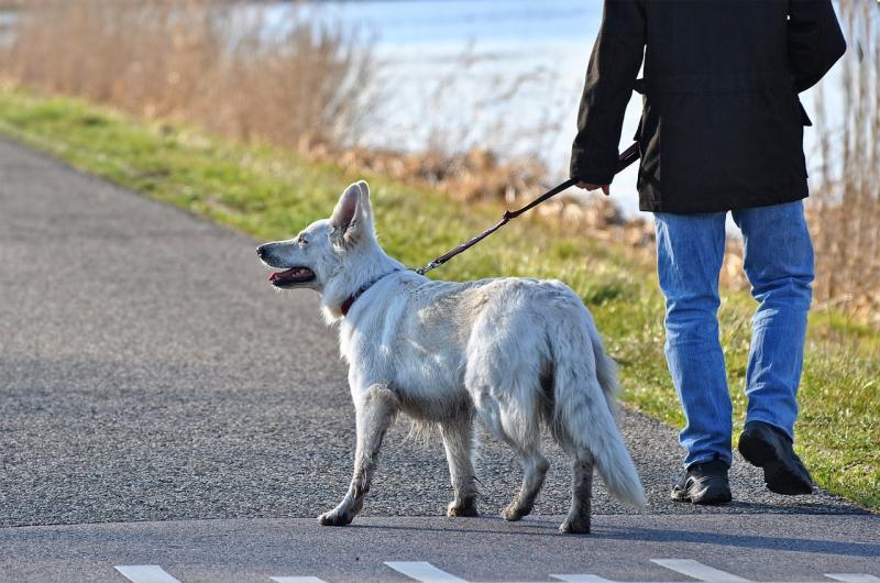 Irish dog trainer blasts the most selfish thing you can do as a dog owner