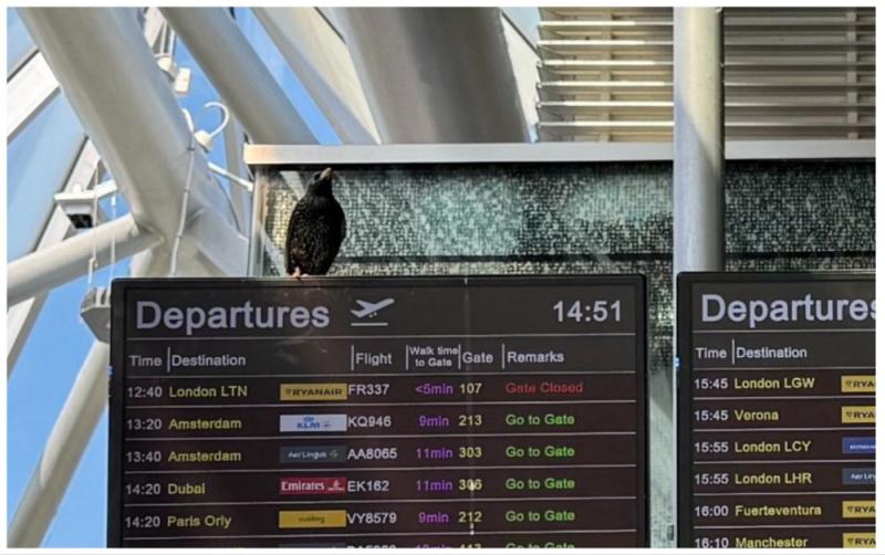 Bird trapped in terminal is 'getting plenty to eat and drink' say team at Dublin Airport