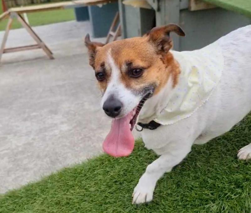 'She was sad' - Irish rescue centre trying to rehome dog after death of its owner