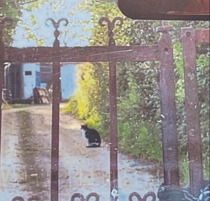 Neighbours at war in Limerick over barking dogs and trespassing cat