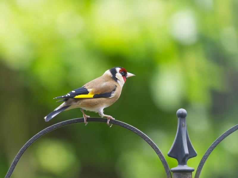 Gardai swoop on illegal bird trappers in Limerick