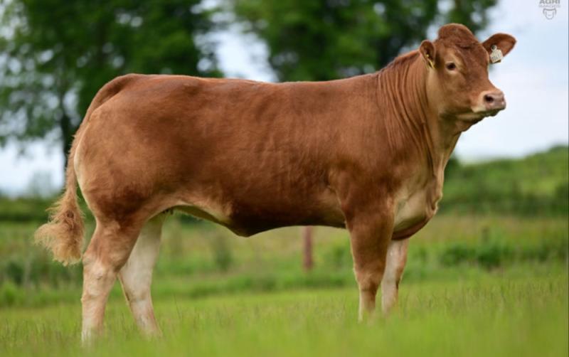 Cavan auction goes 'All Too Well' as heifer 'Taylorswift' fetches top price of over €9,000