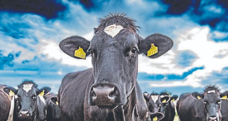 Average dairy farmer ‘coming out’ with less than half minimum wage