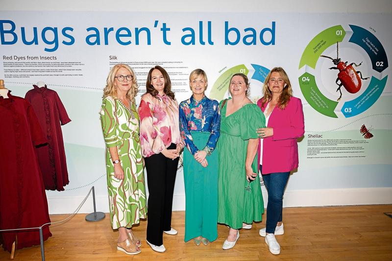 Insect insights: The Hunt Museum&rsquo;s new exhibition