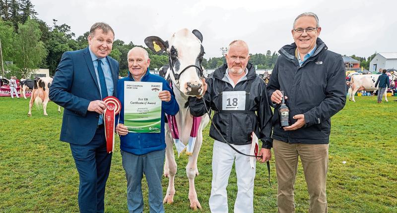 Limerick breeder and his prize cow Desmond Radio Rozelle are top of the charts