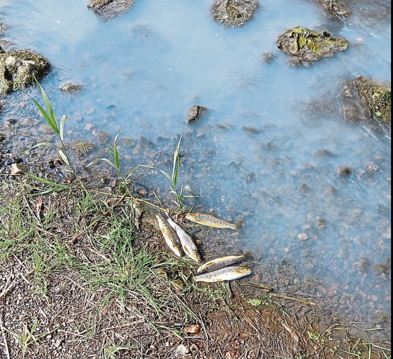 'Incident' at water treatment plant linked to fish kill in Limerick
