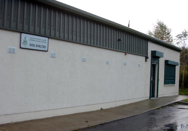 Over 100 dogs put down in Limerick
