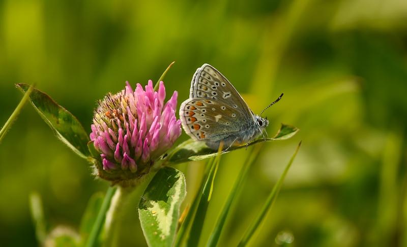 Green Limerick: Major funding boost for  ‘crucial’ climate projects