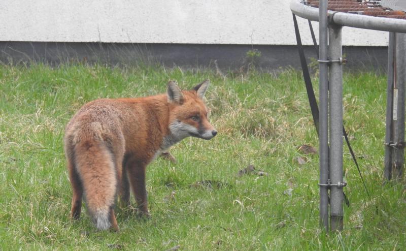 Limerick residents asked to record fox sightings for cross-border survey