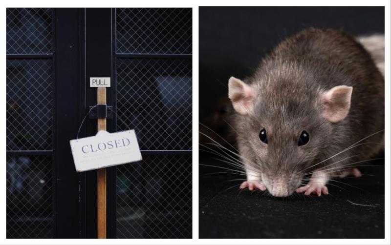 'Live rodents and dead birds in food prep areas' - Closure orders served on over 10 food businesses
