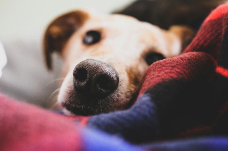 Halloween tips to keep your pets calm and safe this spooky season