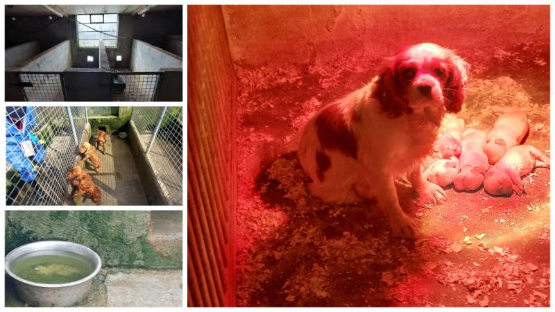 Over 70 dogs rescued from Cork couple who operated 'horrendous' puppy farm