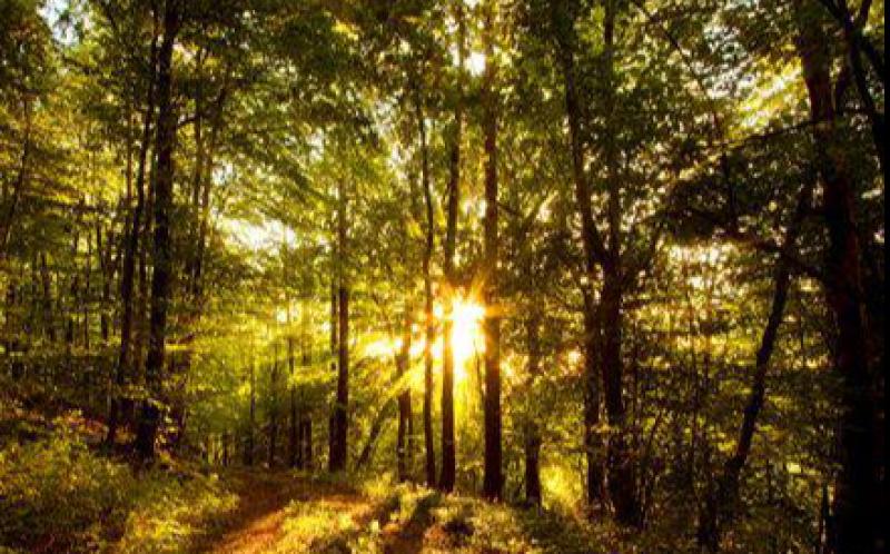 Limerick and Tipperary Woodland Owners call for action to 'save our forests' 