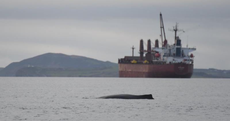 ‘First case’ of humpback whale basking off Limerick’s coastline