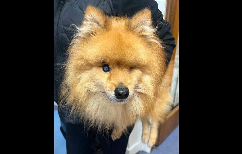 'Heartbreaking' - Shock as blind dog is abandoned in carpark days before Christmas