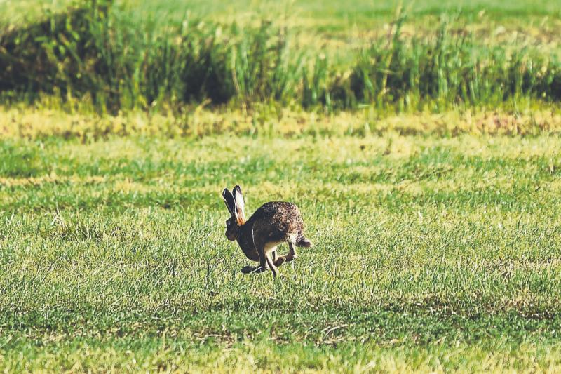 IFA says levels of illegal hunting and lurching is ‘outrageous’