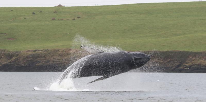 Humpback whale spends Christmas in Shannon Estuary