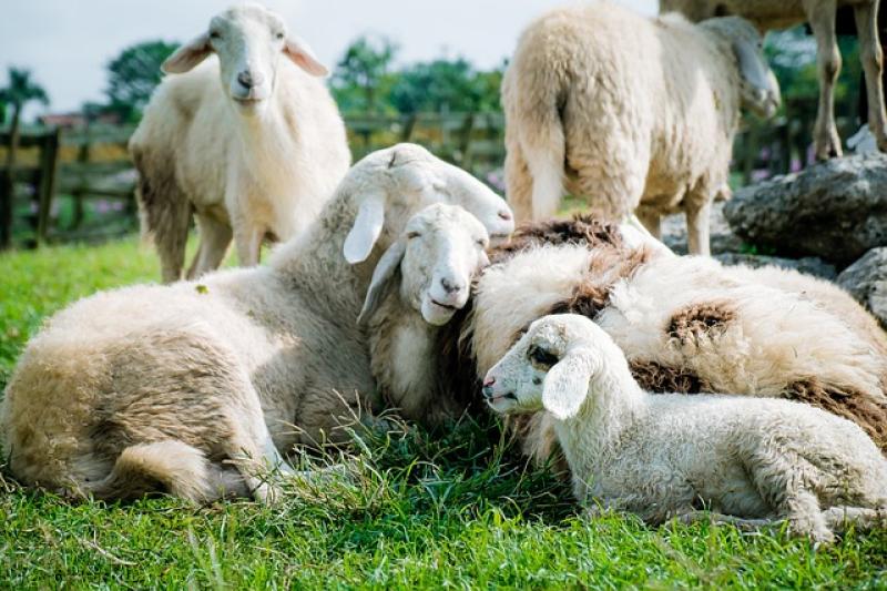 Gardai investigating animal cruelty incident on a farm in Co. Kerry 