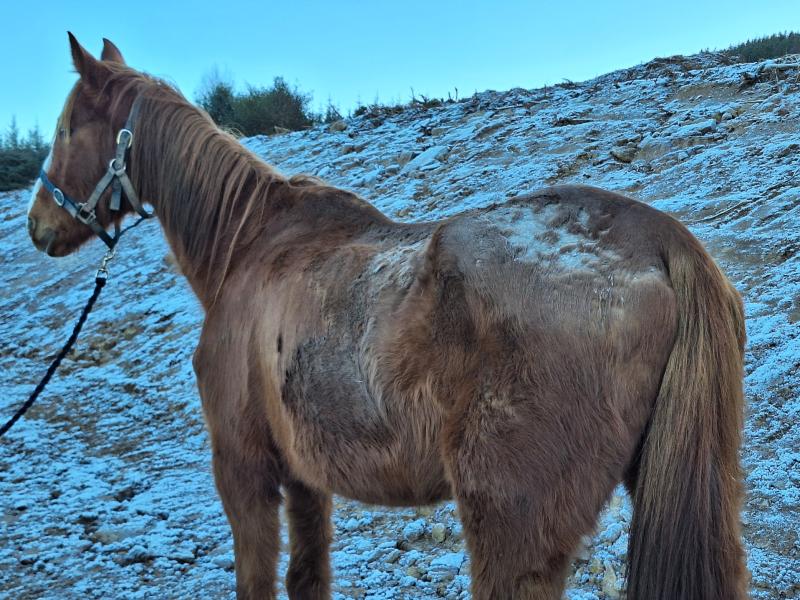 Limerick horse owner convicted of animal cruelty