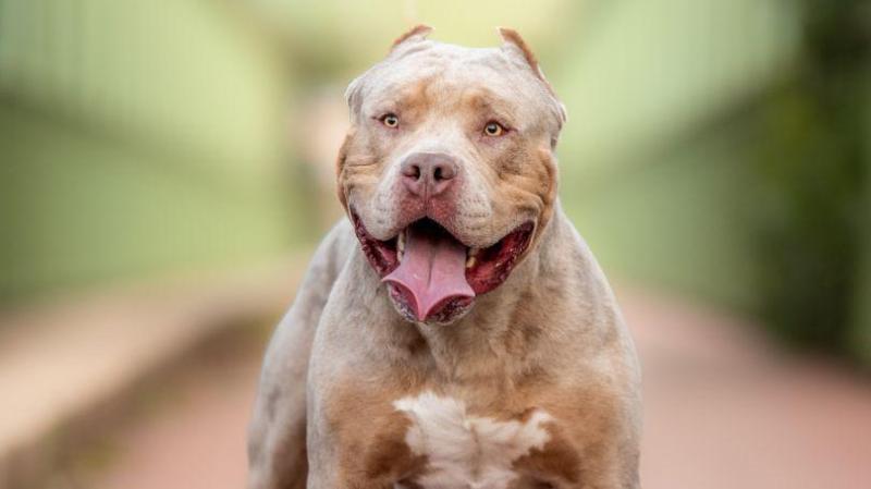 Number of applications for XL Bully dog exemptions in Limerick revealed