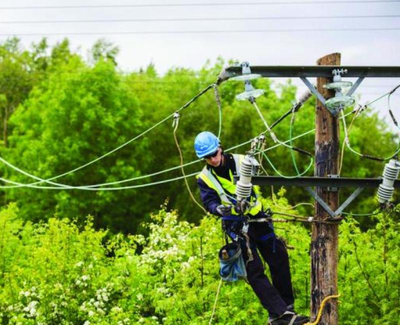 ESB should utilise farmers to manage overhanging trees and hedges - ICMSA