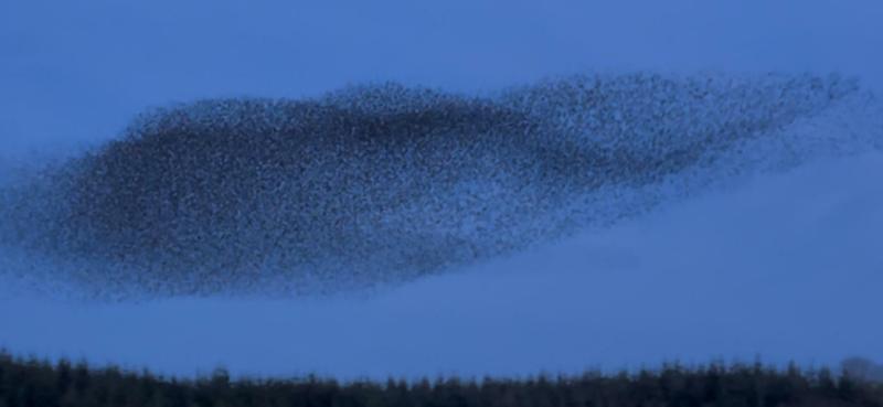Mesmerizing display: Starling murmuration wows onlookers in Limerick