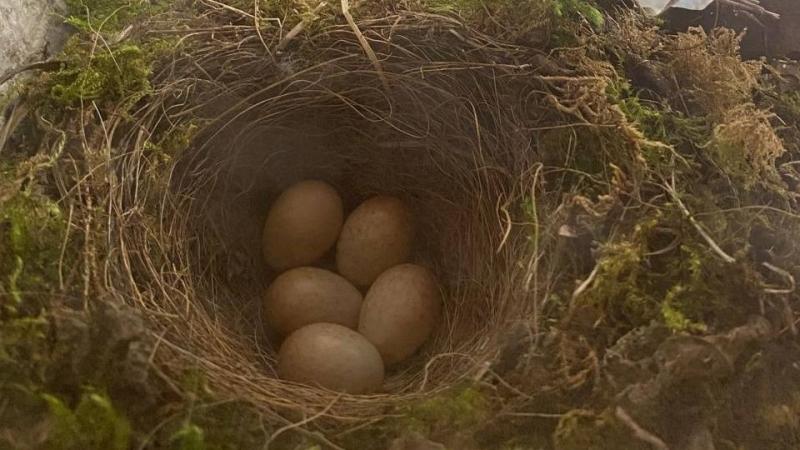 'It's the little things': Kilkenny Gardaí host unique visitors at their Garda station