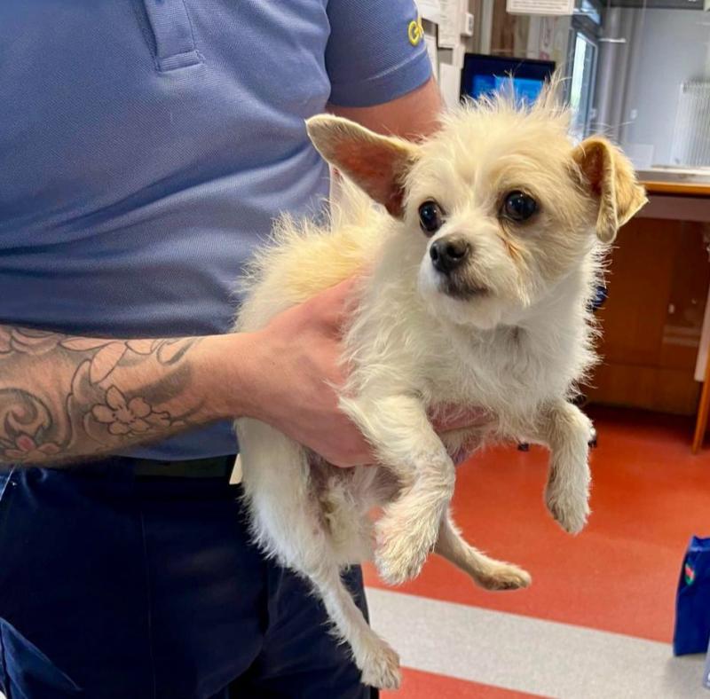 Limerick gardai on Paw Patrol follow a good lead to return roaming dog