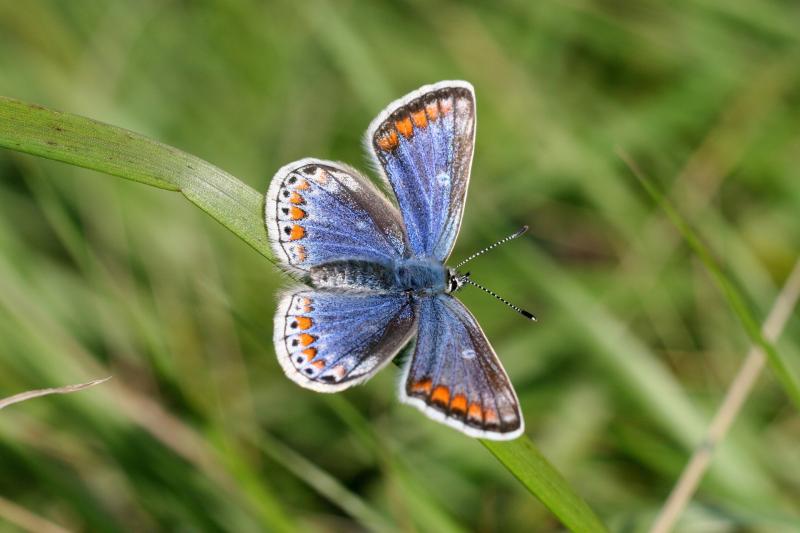 Green Limerick: Free biodiversity event to welcome eager beginners