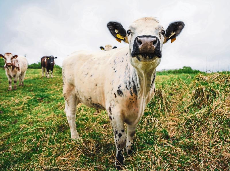 Cattle check-in at Shannon Airport to graze the land in novel project