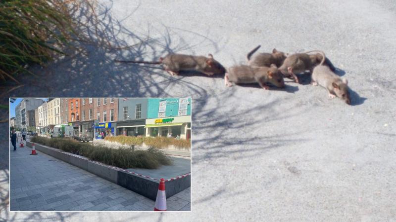 Rats reported in plant boxes on Limerick city's O'Connell Street