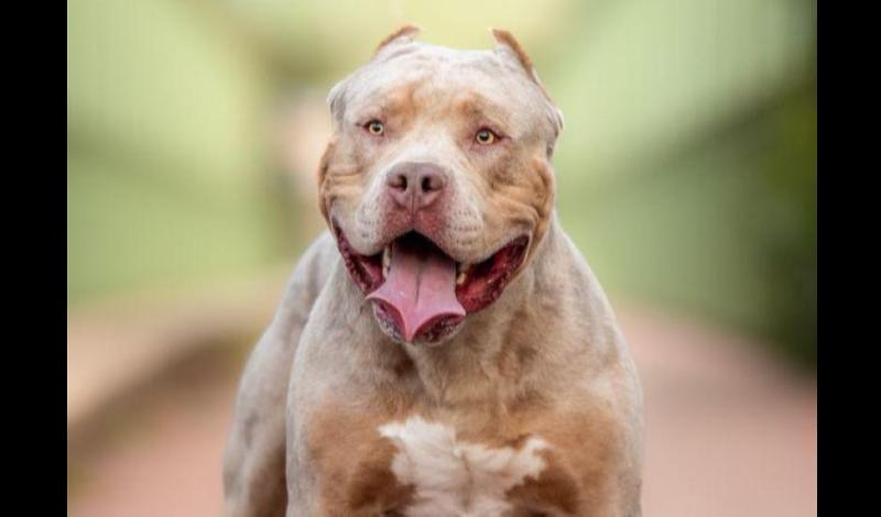 Highest number of XL Bully type dogs surrendered in Limerick city and county