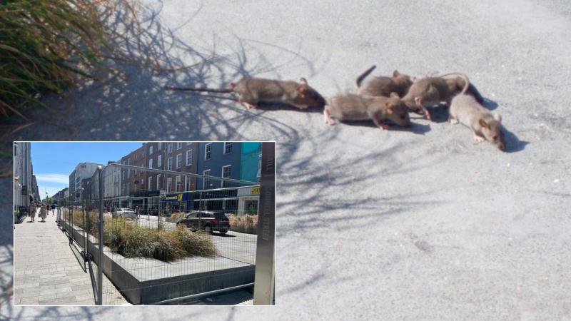 Limerick Council issue update following removal of rats from city planter